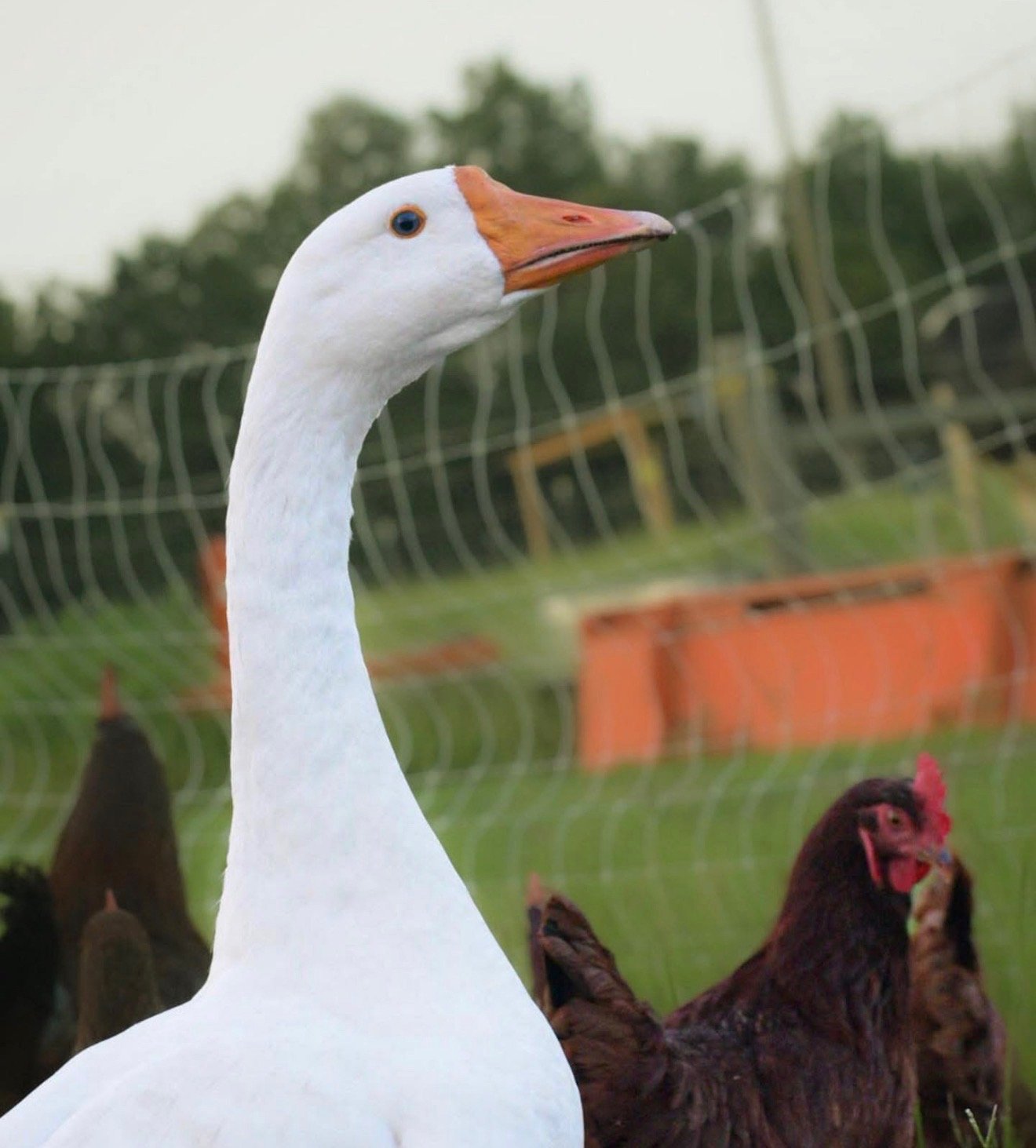 Cheese the Goose