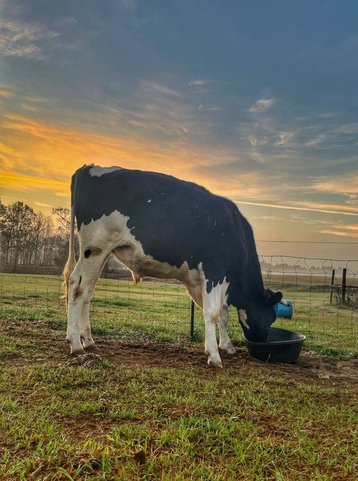 Real Moody the cow from Cog Hill Farm at sunset