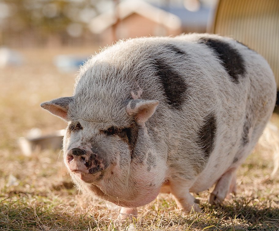 Real Peaches the pig from Cog Hill Farm