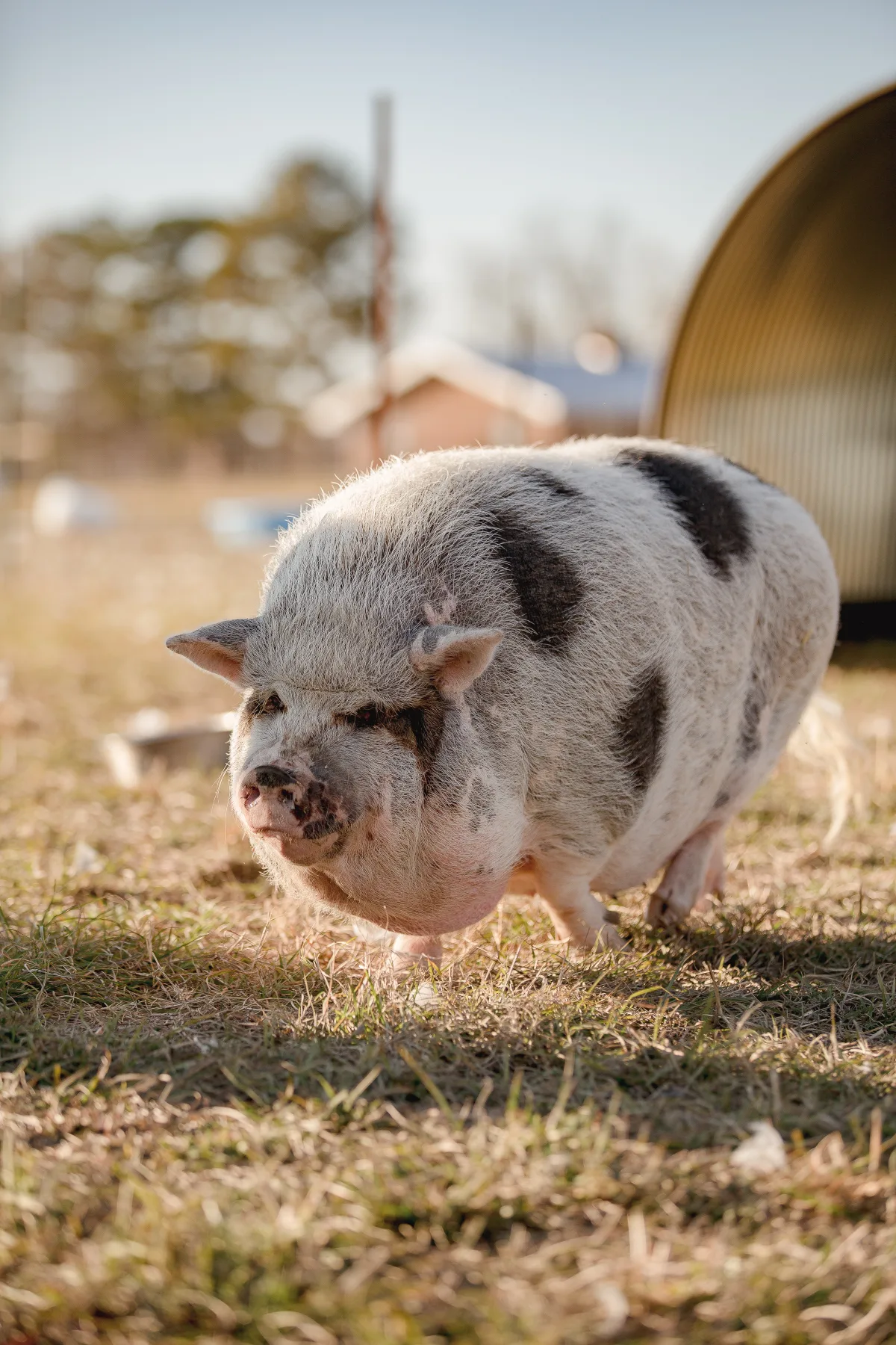 Peaches the pig standing in the grass at Cog Hill Farm