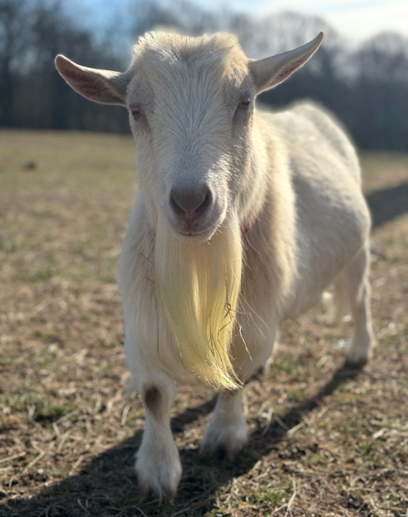 Real Topper the goat from Cog Hill Farm